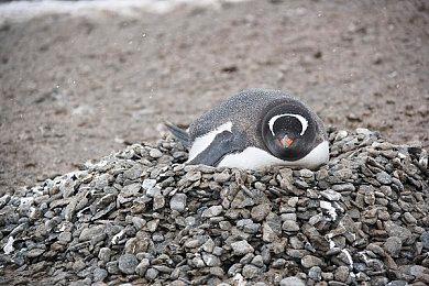 TGA 2022：《动物派对》宣布跳票 2023年初发售